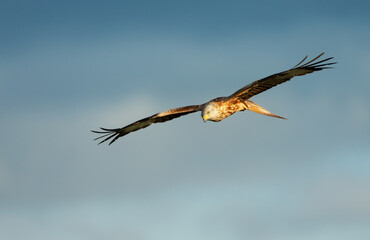 Wall Mural - portrait of a red kite in flight against blue sky