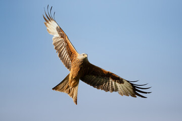 Wall Mural - portrait of a red kite in flight against blue sky