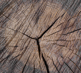 Canvas Print - old cracked cut of wood with annual rings