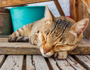 Cat Sleeping With Eyes Closed