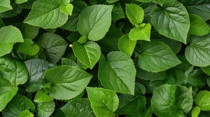 Wall Mural - lush green leaves creating natural pattern background in tropical environment