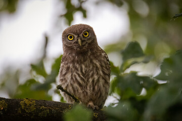 Wall Mural - A young little owl sits on the oak branch and looks right toward the camera lens on a summer evening. A little owl chick close-up with green leaves background. 