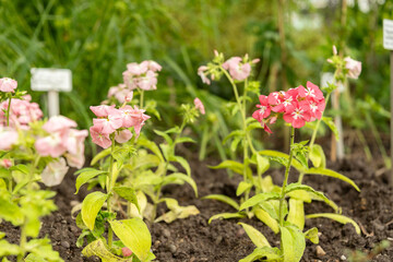 Wall Mural - Annual phlox or Phlox Drummondii plant in Saint Gallen in Switzerland