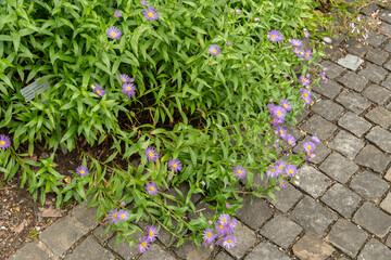 Wall Mural - Aspen fleabane or Erigeron Speciosus plant in Saint Gallen in Switzerland