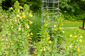 Poster - Oenothera Erythrosepala plant in Saint Gallen in Switzerland