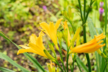 Wall Mural - Hemerocallis Dumortieri plant in Saint Gallen in Switzerland