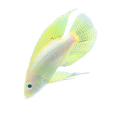 Wall Mural - [Transparent Background PNG]A yellow fish with a white background