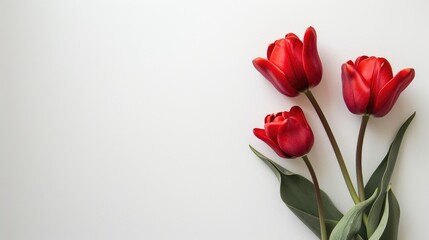 Three red tulips on white background with space for text viewed from above