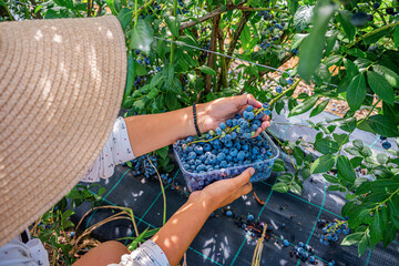 a farmer collects blueberries from the bushes on the plantation.