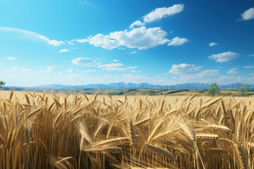 Wall Mural - Vast fields of barley stretching towards the horizon under the open sky, symbolizing the bounty of nature and agricultural prosperity. Generative Ai.