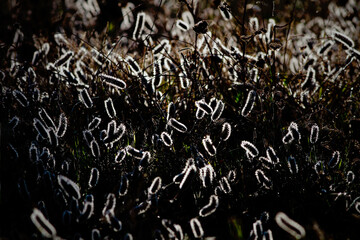 Poster - Backlit hairy plants in the evening