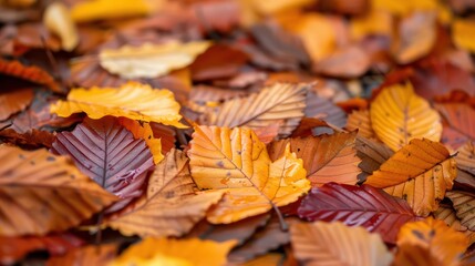Aufkleber - A pile of autumn leaves with some of them wet. The leaves are of different colors, including yellow, orange, and brown. Concept of the changing seasons and the beauty of nature