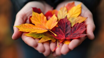 Aufkleber - A person is holding a bunch of leaves in their hand. The leaves are of different colors, including red, yellow, and orange. Concept of autumn and the beauty of nature