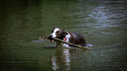 dog playing in water with a stick