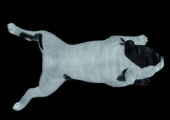 Wall Mural - bulldog is lying down on white background top view