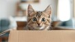 © LifeMedia - A cute, wide-eyed kitten peeks out of a cardboard box, capturing the essence of innocence, curiosity, and playfulness, reminiscent of childhood and happy memories in a cozy setting.