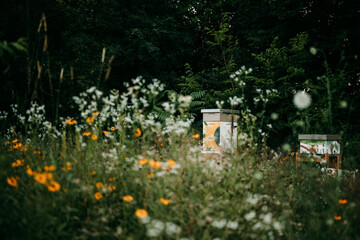 the garden in the night