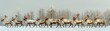 © Creative_Bringer - Herd of reindeer walking through snowy landscape, cold weather, organized line