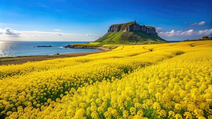 Wall Mural - Vibrant canola field at Seongsan Ilchulbong, Jeju Island, South Korea, canola, field, yellow, flowers, landscape