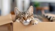 © LifeMedia - A contented tabby cat sleeping peacefully inside a cardboard box, emphasizing comfort and warmth in a cozy indoor setting, capturing a serene moment with closed eyes.