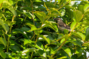 mocking bird hidden in a crape myrtle tree eating an insect.