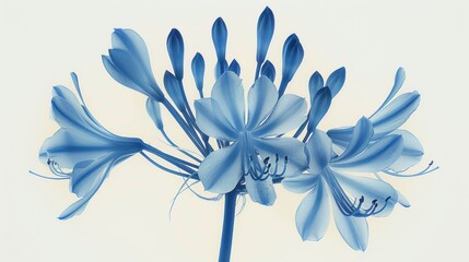 Wall Mural - Beautiful Blue Flower Blooming in Closeup on White Background, Botanical Beauty and Nature Concept