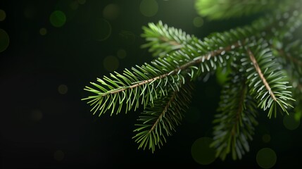 a leafy green branch of a tree with a dark background