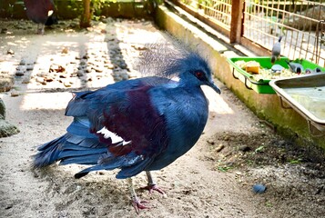 Victoria crowned pigeon or Mambruk victoria bird with blue feathers and red eyes animal isolated on horizontal zoo habitat net cage and sand ground background.