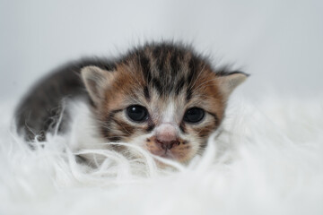 Cute kitten sleeping, yawning and lazing on a white rasfur carpet. International cat day concept.