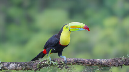 Wall Mural - a keel-billed toucan facing to the right while on a branch in a forest at boca tapada in costa rica