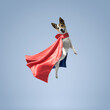 © stokkete - Cute superhero dog wearing a cape
