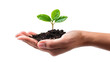 © Maxim - Hand holding a small plant with green leaves and soil. The image, set against a transparent background, symbolizes growth, nurturing, and environmental care.
