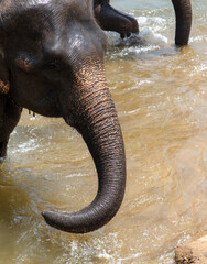 Wall Mural - An elephant bathes in the river. Close-up