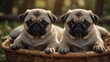 © DEER FLUFFY - Cute pug puppies sleeping in basket with sweet snorts and snores, creating heartwarming scene.