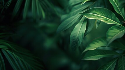 Canvas Print - Green Leaves Texture