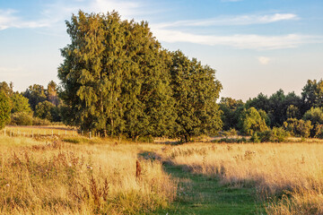 Wall Mural - Path on a grass meadow with lush green trees