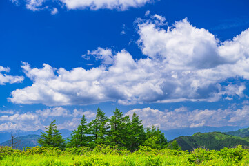 Canvas Print - 夏の霧ヶ峰　車山高原