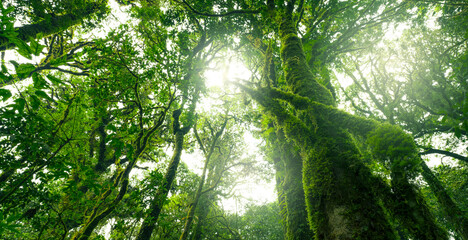 Wall Mural - looking up view of tree trunk to green leaves of tree in forest with sun light. fresh environment in