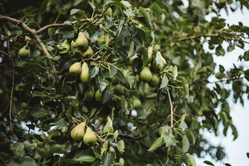 the pear tree is already bearing fruit