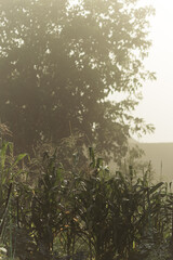 Wall Mural - corn stalks in the village