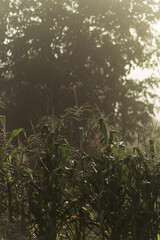 Wall Mural - corn stalks in the village