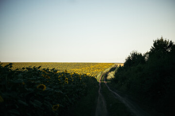 Wall Mural - a road in a field despite a huge sunflower plantation