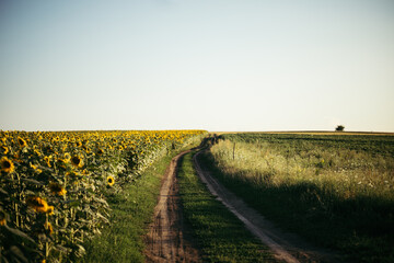 Wall Mural - a road in a field despite a huge sunflower plantation