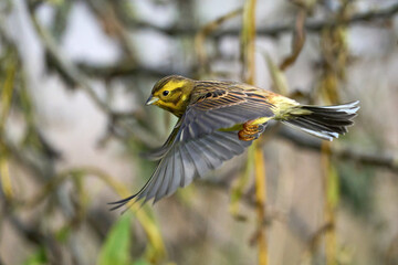 Poster - Yellowhammer (Emberiza citrinella)