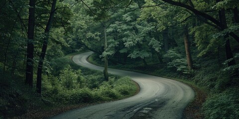 Wall Mural - Forest Winding Road