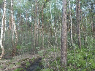 Rekyva forest during sunny summer day. Pine and birch tree woodland. Blueberry bushes are growing in woods. Sunny day with white and gray clouds in sky. Summer season. Nature. Rekyvos miskas.