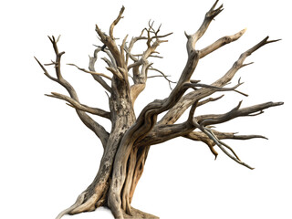 Dry tree branch