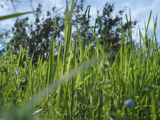 Wall Mural - grass blades with trees background