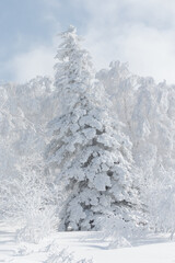 Wall Mural - large leaning fir tree covered in white snow in winter landscape