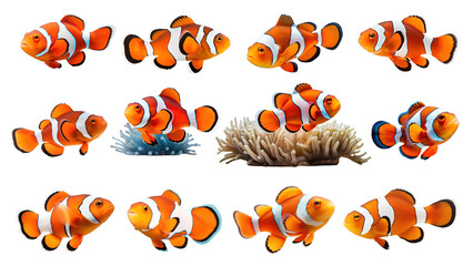 Canvas Print - PNG clownfish animal set, transparent background